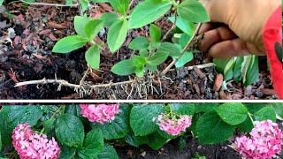 Hydrangea Propagation 5 Effective Methods [upl. by Monsour]