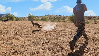 Chasse Perdrix et Lièvre Au Maroc 20212022  صيد الحجل والأرنب البري بالمغرب  Partie 02 [upl. by Sussna483]