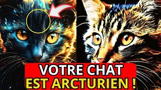 Votre CHAT vous manifeste SIGNIFICATION Spirituelle SECRÈTE des Chats [upl. by Trefler]