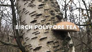 How to Brew Birch Polypore Tea [upl. by Dweck]