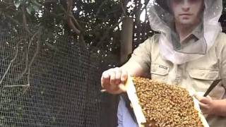 Milkwood inside a warré beehive with Tim Malfroy [upl. by Oramlub]