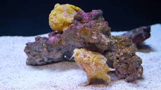 A Fish that Fishes Frogfish Feeding [upl. by Natka439]