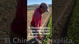 Rábano CherryChincholinExplica los rábanos [upl. by Schwejda]