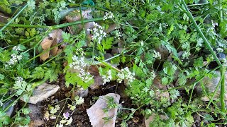 Chervil Possibly The Toughest Annual Herb I Have Grown [upl. by Ashbaugh]