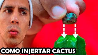 ❤CÓMO INJERTAR CACTUS injerto PASO A PASO hacer injertos de Cactus injertados cómo se hacen injertan [upl. by Nosyarg666]