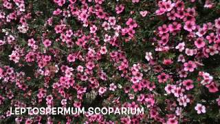 Leptospermum scoparium Garden Center online Costa Brava  Girona [upl. by Elledoj]