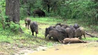 Wildboar feasting on a deer  Yala National Wildlife Reserve Sri Lanka [upl. by Anehs]