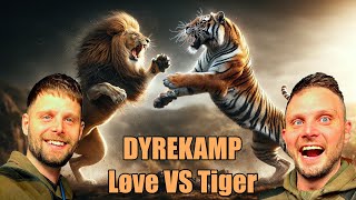 Dyrekamp Løve Vs Tiger [upl. by Starks]