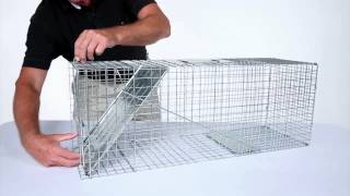 How to Set Havahart® Large 1Door Trap Model 1079 for Raccoons Cats Groundhogs and Opossums [upl. by Attaymik]