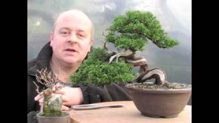 Shohin Bonsai Demonstration by Graham Potter [upl. by Corella]