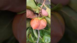 Deformed Persimmon Whats going on [upl. by Aikas]