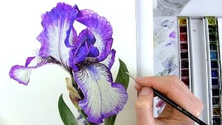 How to paint realistic botanical bearded Iris in watercolour with Anna Mason [upl. by Holmen298]