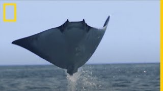 El banco de MANTARRAYAS más numeroso jamás filmado  National Geographic en Español [upl. by Dionysus]