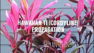 Propagating Cordyline Hawaiian Ti Plants [upl. by Haneeja267]