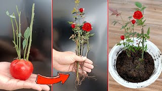 How to propagate roses by cuttings is very simple [upl. by Etnoed698]