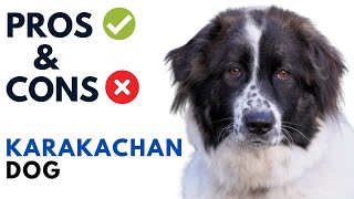 Karakachan Dog Pros and Cons  Karakachan Bulgaria Dog Advantages and Disadvantages [upl. by Jean]