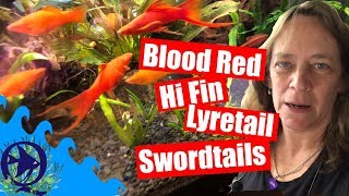 Blood Red Hi Fin Lyretail Swordtails now thats a mouthful [upl. by Allistir]