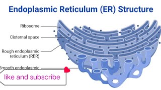 Endoplasmic reticulum class 9th simple info tamma hussain [upl. by Euphemia]