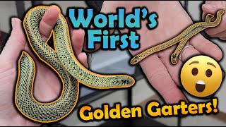 WE BRED A NEW MORPH OF GARTER SNAKE [upl. by Dickman]