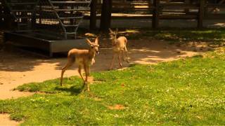 Pronghorn Fawns At Queens Zoo [upl. by Cilla]