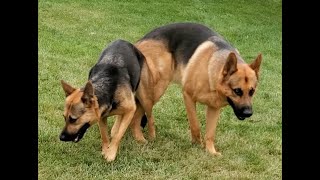 German Shepherd dogs engaged after playing [upl. by Sanborn]