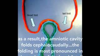 cephalocaudal folding [upl. by Eibmab]