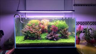 BEST LIGHTS for the PRICE AQUASCAPE Chihiros WRGB 2 review [upl. by Cherry]