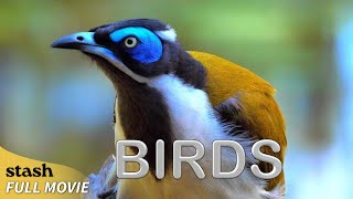 Birds  Observational Documentary  Full Movie  60 Australian Species [upl. by Ramma]