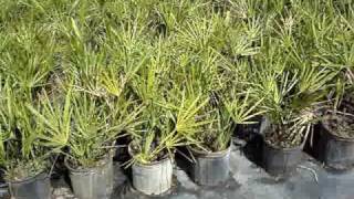 Green Saw Palmetto 3 gallon [upl. by Menon]