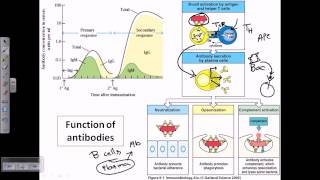 Function of antibodies [upl. by Anairotciv165]