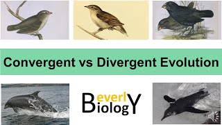 Convergent vs Divergent Evolution [upl. by Elberfeld]