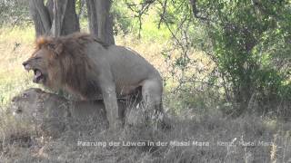 STAFA REISEN Video Paarung der Löwen Masai Mara [upl. by Halona]