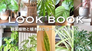 【LOOK BOOK】🏠Coordination Guide for 10 Houseplants🌿 and Pots🪴 [upl. by Bowrah]