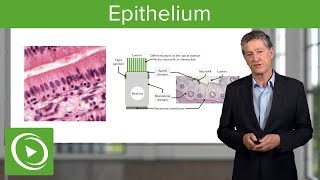 Urine এর Slide  RBCPUS amp Epithelial Cells দেখতে কেমন। [upl. by Lalad]