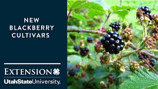 New Blackberry Cultivars [upl. by Mali]