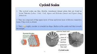 4 Study of types of scales in fishes Placoid scale Cycloid scale Ctenoid scale amp Ganoid [upl. by Duggan]