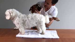 Dog vs Lump 2 HD how to destroy cysts amp tumours histiocytoma [upl. by Anahsal]