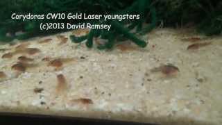 Corydoras CW10 Gold Laser Fry [upl. by Notsehc]