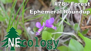 NEcology 78  Forest Ephemeral Roundup [upl. by Ahsatam]