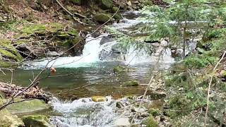 Suoni naturali cascata e uccelli Rilassante suono di una piccola cascata con canto di uccelli [upl. by Macfadyn687]