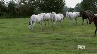 White Thoroughbreds  Kentucky Life  KET [upl. by Eveline]