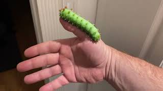 Cecropia moth caterpillar￼ [upl. by Audi675]