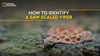 How to Identify a SawScaled Viper  Snakes SOS Goa’s Wildest  National Geographic [upl. by Sparkie]