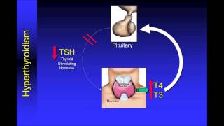 Understanding Thyroid Function Tests [upl. by Poree]