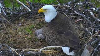 AEFDC EAGLE CAM 🐣🐣 HOWZAT SPREADING THE レ O √ 乇 [upl. by Kazmirci]