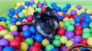 Funny Puppy Kakoa Gets A Ball Pit Surprise [upl. by Lenehc184]