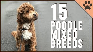 15 Poodle Mix Breeds That Will Melt Your Heart [upl. by Wiltsey]