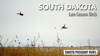 South Dakota LateSeason Pheasant Hunting [upl. by Bonn]