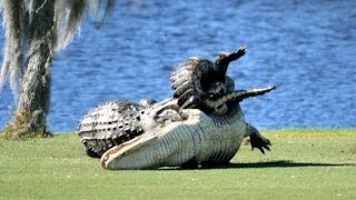 Alligators fight on Florida golf course [upl. by Tteve719]