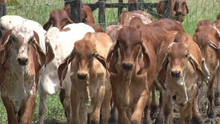 Manejo Genético del Ganado Gyr Lechero  TvAgro por Juan Gonzalo Angel [upl. by Amsirhc454]